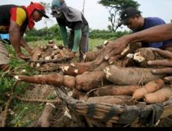 Harga Singkong Lampung Anjlok, Petani Terancam Merugi