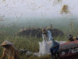 Beras Melimpah, Indonesia Tidak Impor Sepanjang 2025